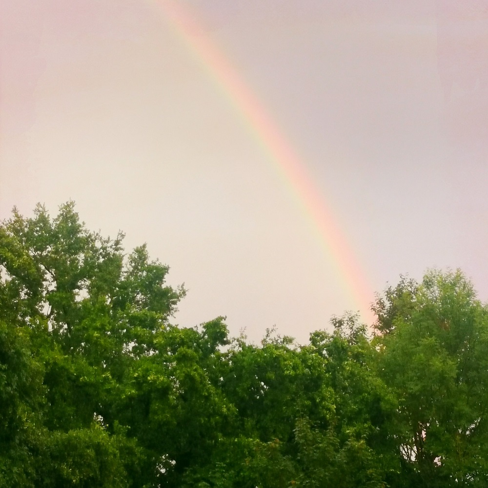 Regenbogen über Bäumen